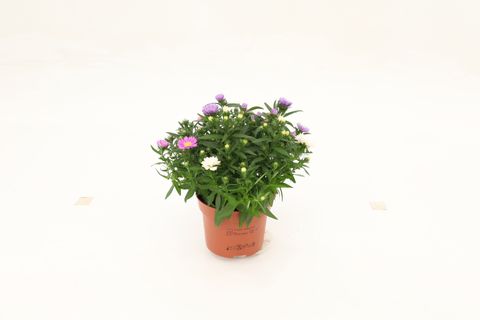 Aster NOVI-BELGII MIX IN POT