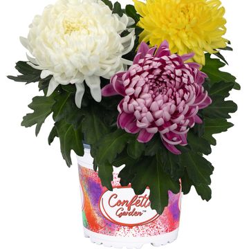 Chrysanthemum MIX IN POT