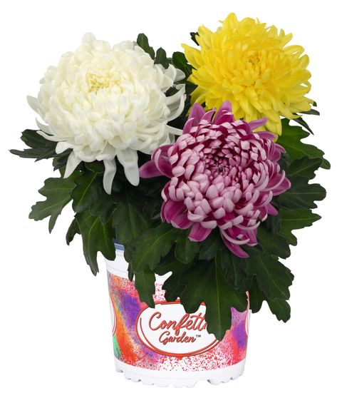 Chrysanthemum MIX IN POT