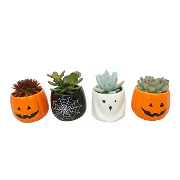 Suculentas MIX IN POT