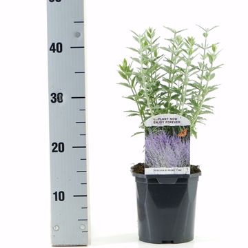 Perovskia atriplicifolia PRIME TIME