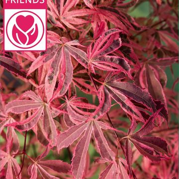 Acer shirasawanum MIX