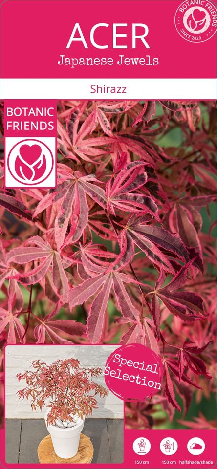 Acer shirasawanum MIX