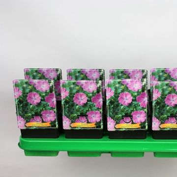 Geranium sanguineum 'Max Frei'