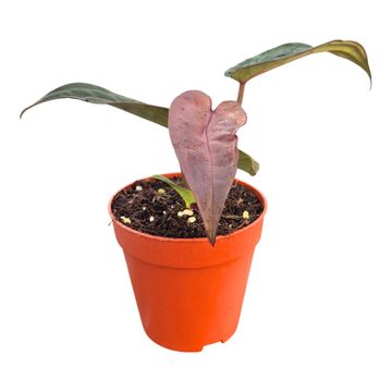 Anthurium DocBlock Anthurium Red Velvet Cake® '24' X Dark & Handsome® '9'