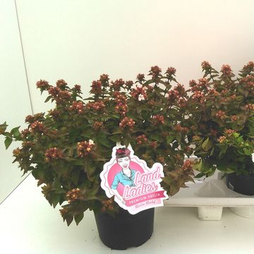 Abelia x grandiflora LITTLE LADY