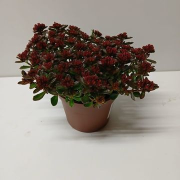 Sedum spurium 'Fuldaglut'
