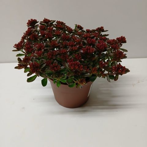 Sedum spurium 'Fuldaglut'