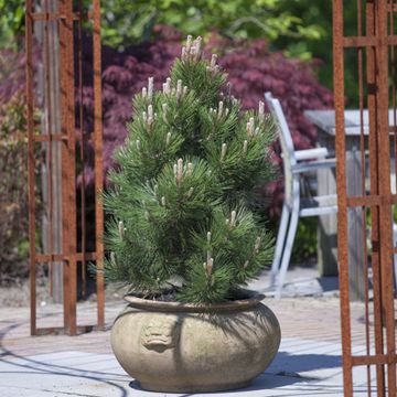 Pinus heldreichii 'Compact Gem'