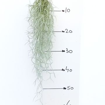 Tillandsia usneoides