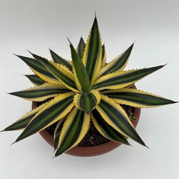 Agave lophantha 'Quadricolor'