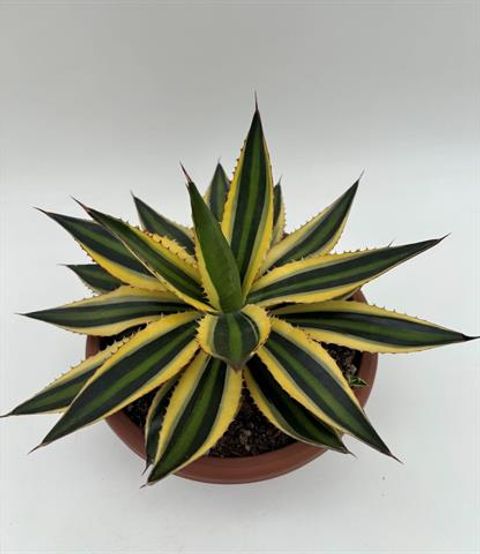 Agave lophantha 'Quadricolor'