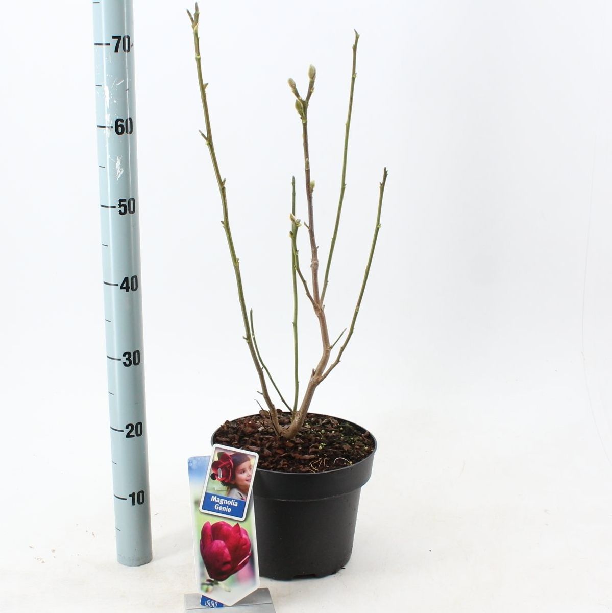 Magnolia 'Genie' — Mayorista de plantas FlorAccess