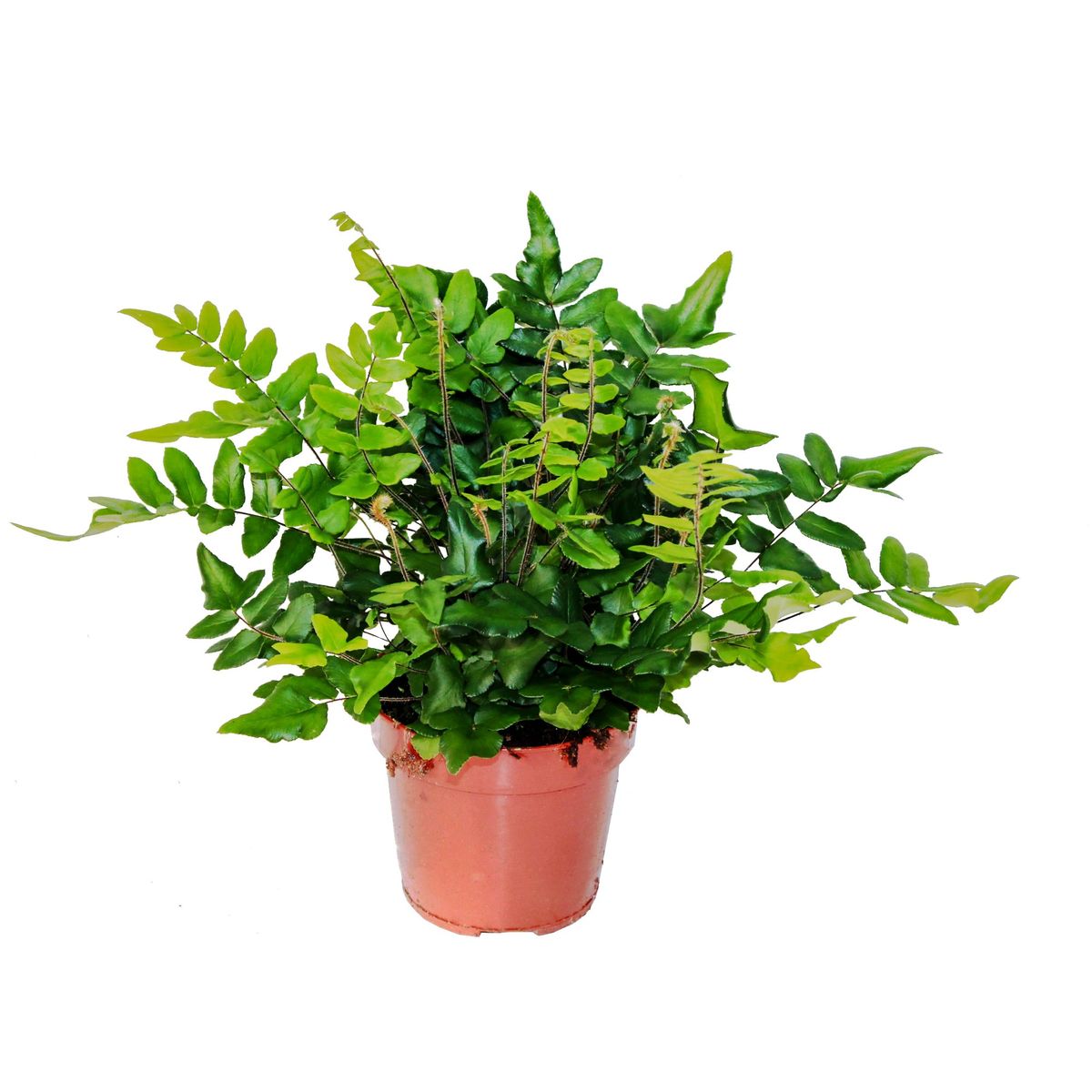 Pellae Pellaea falcata — Plant Wholesale FlorAccess