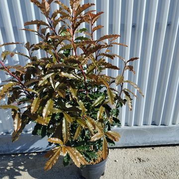 Photinia serratifolia CRUNCHY