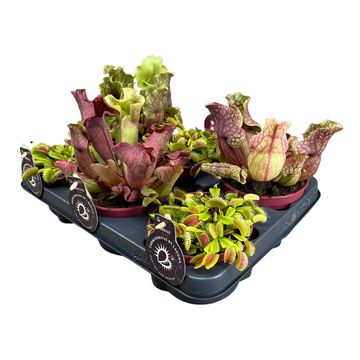 Carnivorous plants MIX