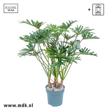 Philodendron 'Xantal'