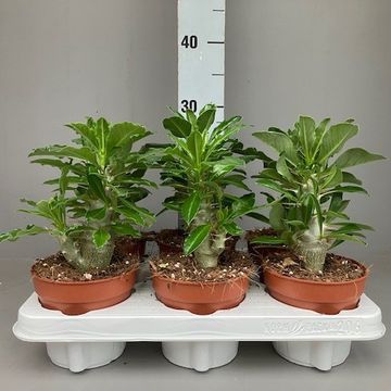 Pachypodium saundersii