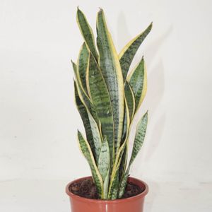 Sansevieria 'Boncellensis' (P6cm H14cm) – FlorAccess Wholesale of Plants