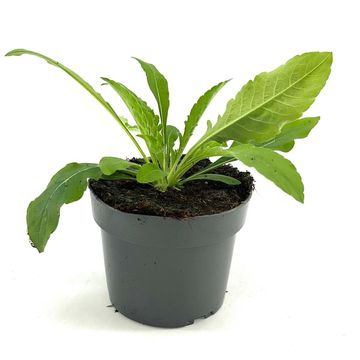 Knautia macedonica 'Melton Pastels'