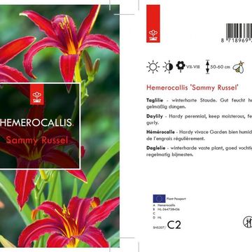 Hemerocallis 'Sammy Russell'