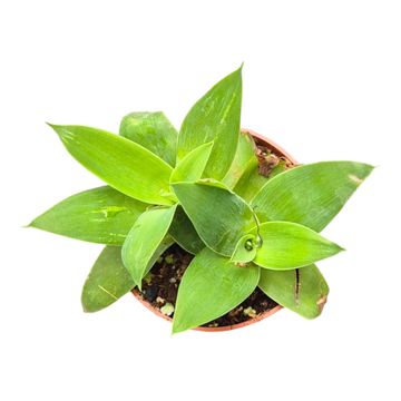 Agave attenuata