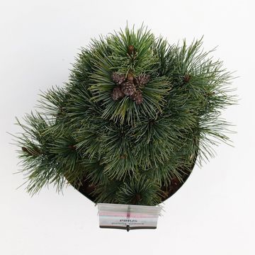 Pinus pumila 'Glauca'