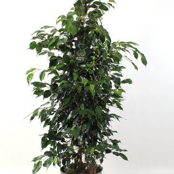 Ficus benjamina 'Danielle'