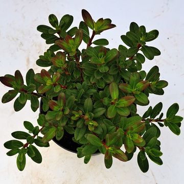 Rhododendron 'Wren'