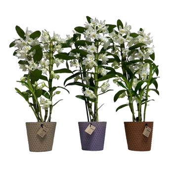 Dendrobium nobile SPRING DREAM STAR CLASS APOLLON