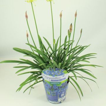 Agapanthus SUMMER LOVE WHITE