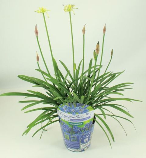 Agapanthus SUMMER LOVE WHITE