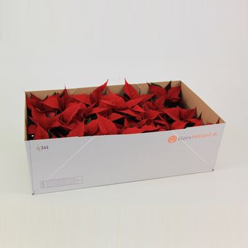 Euphorbia pulcherrima CHRISTMAS FEELINGS MERLOT