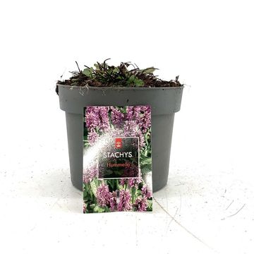 Stachys monieri 'Hummelo'