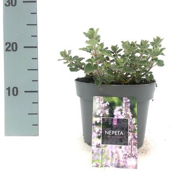 Nepeta 'Six Hills Giant'