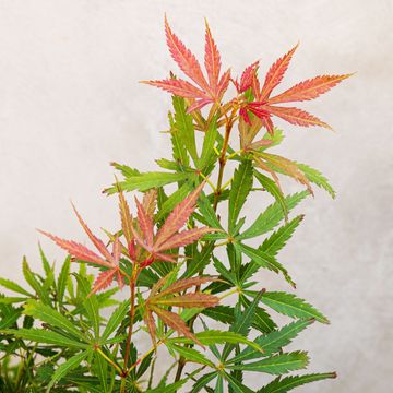 Acer palmatum 'Jerre Schwartz'