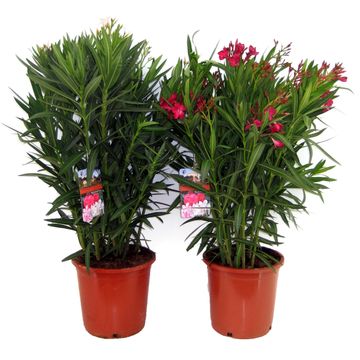Nerium oleander