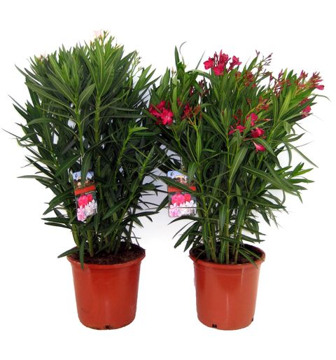 Nerium oleander