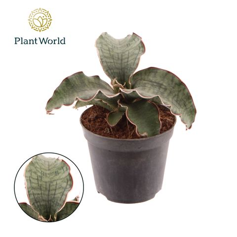 Sansevieria kirkii 'Silver Blue'