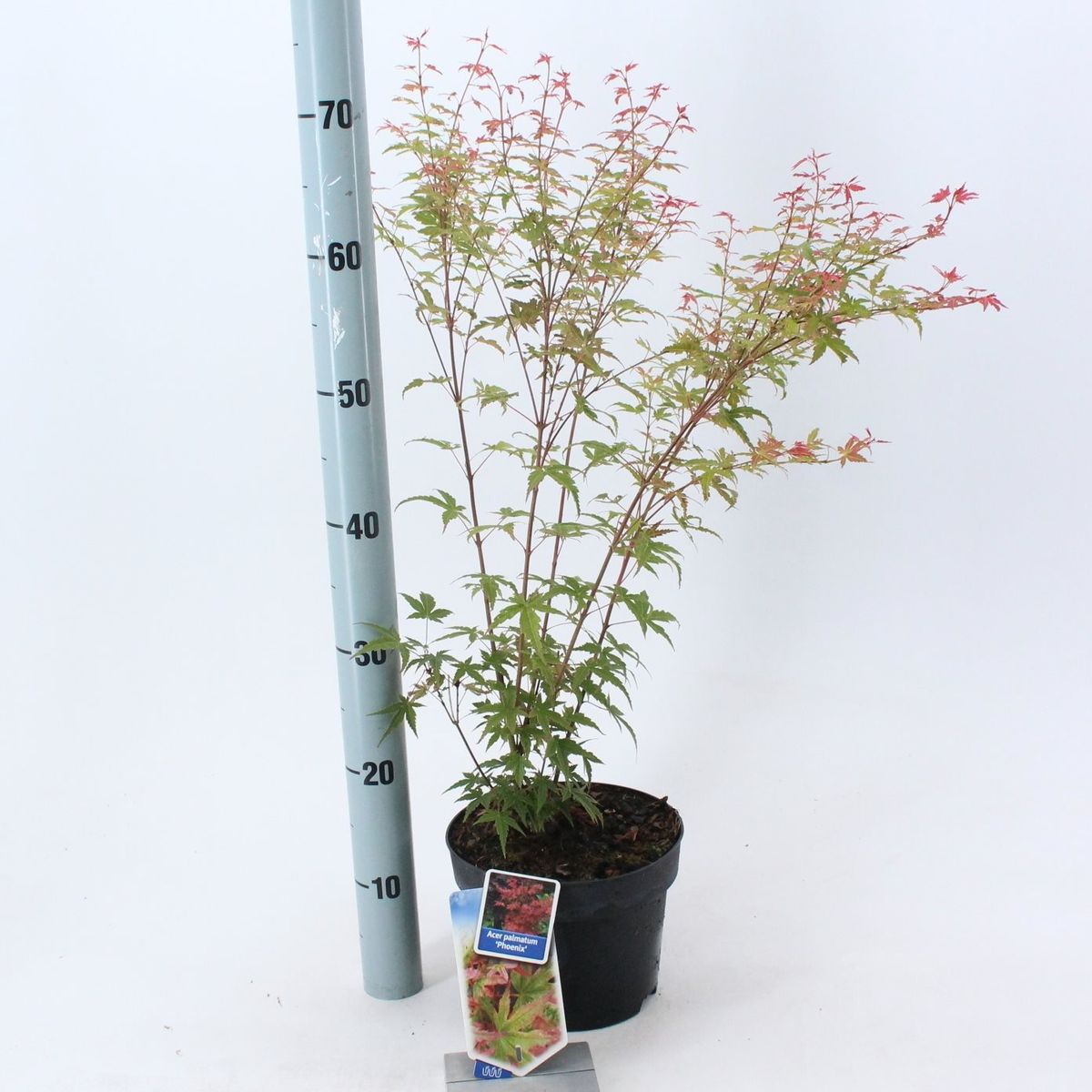 Acer palmatum 'Phoenix' — Plant Wholesale FlorAccess