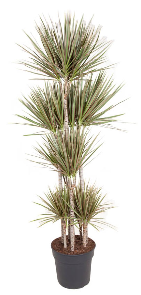 Dracaena bicolor — Plant Wholesale FlorAccess