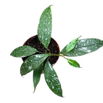 Hoya multiflora 'Silver Splash'