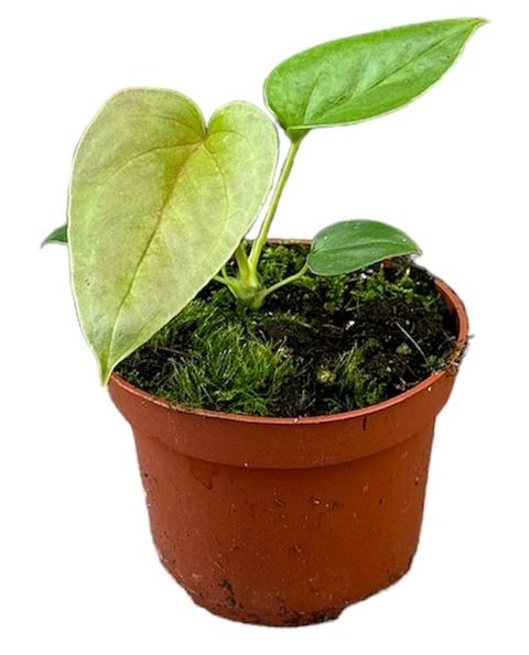 Anthurium chamberlainii