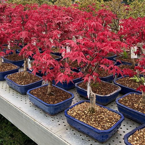 Acer palmatum 'Deshôjô'