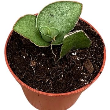 Sansevieria 'Tower Gray'