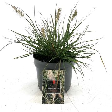 Pennisetum alopecuroides 'Little Bunny'