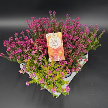 Erica cinerea MIX