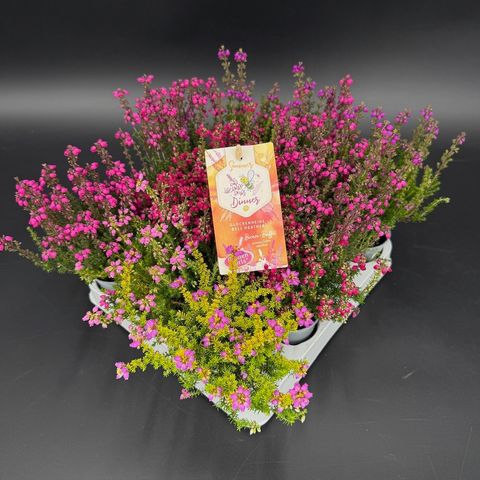 Erica cinerea MIX