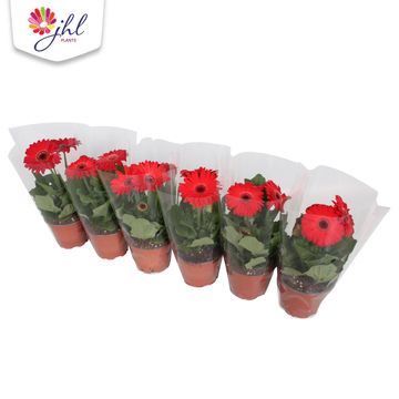 Gerbera COLOURGAME ROOD