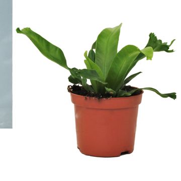 Asplenium antiquum 'Leslie'